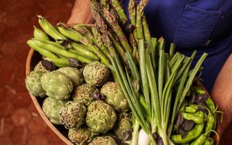 Chef holding an assortment of vegtables